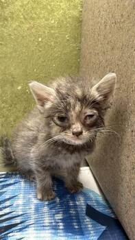 CAPRICORN -  Domestic Short Hair Cat for Adoption in Riverside, California - CAPRICORN | PetCurious
