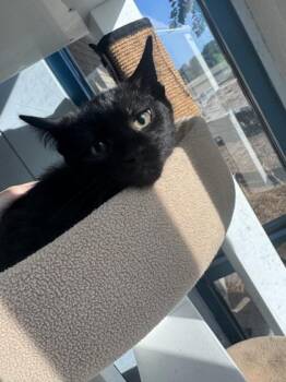 Baxter -  Domestic Long Hair and Domestic Short Hair Cat for Adoption in Conway, South Carolina - Baxter | PetCurious