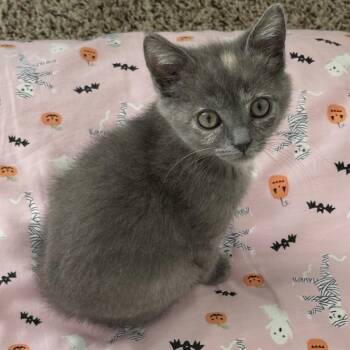 Teenie Weenie -  Domestic Short Hair Cat for Adoption in Lynchburg, Virginia - Teenie Weenie | PetCurious