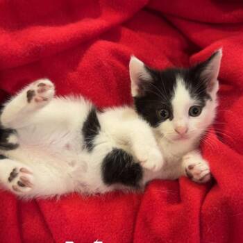 American Shorthair Cats Available for Adoption - Moo | PetCurious