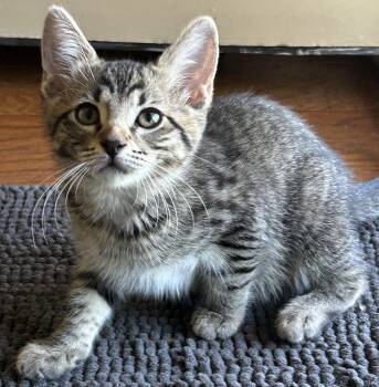 Rescue Tabby Cats for Adoption in Lampasas, Texas - Millie | PetCurious