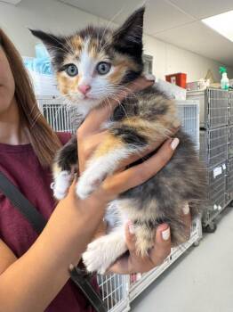 Ruby -  Calico Cat for Adoption in New Kensington, Pennsylvania - Ruby | PetCurious