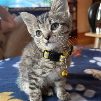 Tantoo -  Domestic Short Hair Cat for Adoption in Bardstown, Kentucky - Tantoo | PetCurious