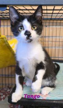 Domestic Short Hair Cats Available for Adoption - Tango | PetCurious