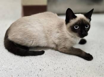 MILAN -  Domestic Short Hair Cat for Adoption in Aliquippa, Pennsylvania - MILAN | PetCurious