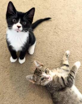 Fern and Wren -  American Shorthair Cat for Adoption in Union City, New Jersey - Fern And Wren | PetCurious