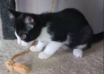 Rescue Domestic Short Hair Cats for Adoption in Russellville, Kentucky - Cappucino | PetCurious