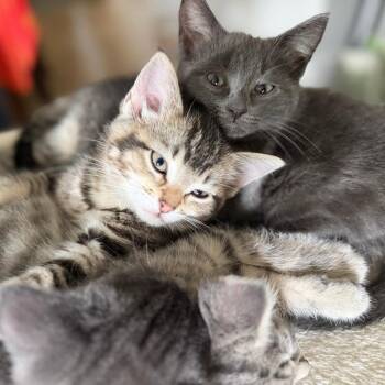 Lightning -  Domestic Short Hair Cat for Adoption in Skokie, Illinois - Lightning | PetCurious