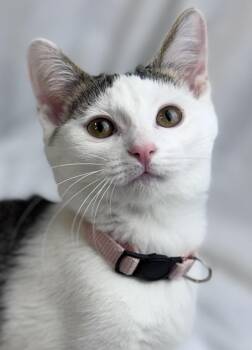 Rescue American Shorthair Cats for Adoption in Rixeyville, Virginia - Sallie | PetCurious