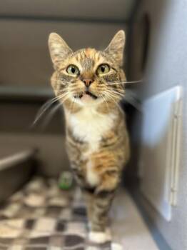 Domestic Short Hair Cats Available for Adoption in Aliquippa, Pennsylvania - BUG | PetCurious