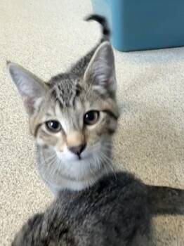 Pine -  Domestic Short Hair Cat for Adoption in Harbor Springs, Michigan - Pine | PetCurious