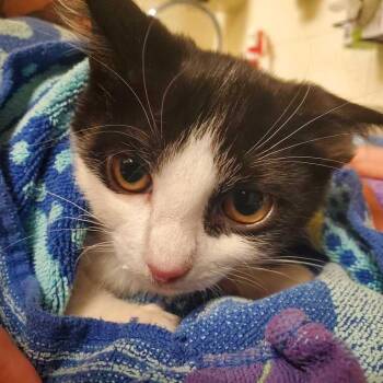 Miles -  Domestic Short Hair Cat for Adoption in Asheville, North Carolina - Miles | PetCurious