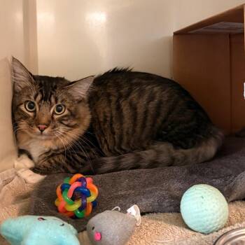 Marvin -  Domestic Long Hair Cat for Adoption in Glenwood Springs, Colorado - Marvin | PetCurious