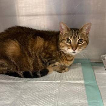 Jane -  Domestic Short Hair Cat for Adoption in Fort Worth, Texas - Jane | PetCurious