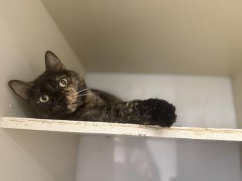Rescue Tortoiseshell Cats for Adoption in North Adams, Massachusetts - Sabrina | PetCurious