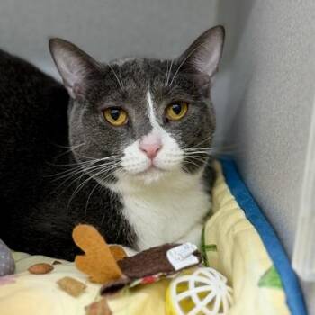 Azula -  American Bobtail Cat for Adoption in Atlanta, Georgia - Azula | PetCurious