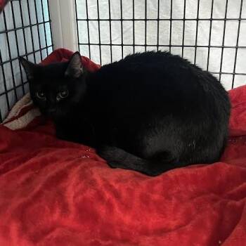 Domestic Short Hair Cats Available for Adoption in Chicago, Illinois - Feeney | PetCurious