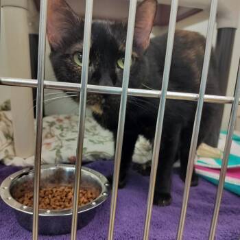 Mia -  Domestic Short Hair Cat for Adoption - Mia | PetCurious