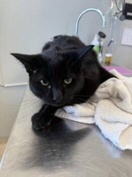 Black Panther -  Domestic Short Hair Cat for Adoption in Lafayette, Indiana - Black Panther | PetCurious