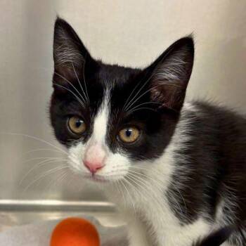 Domestic Short Hair Cats Available for Adoption in Walnut Creek, California - Victra | PetCurious