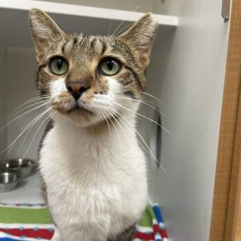 Smokey -  Domestic Short Hair Cat for Adoption in Champaign, Illinois - Smokey | PetCurious