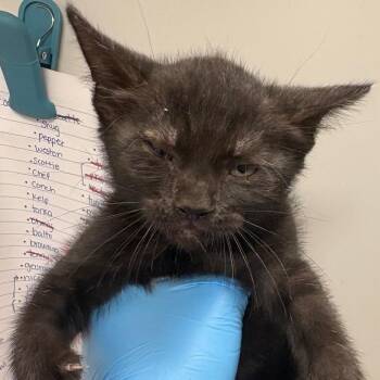 Fried Pickles -  Domestic Short Hair Cat for Adoption in Columbiana, Alabama - Fried Pickles | PetCurious