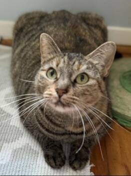 Domestic Short Hair Cats Available for Adoption in Liverpool, Texas - Mila | PetCurious