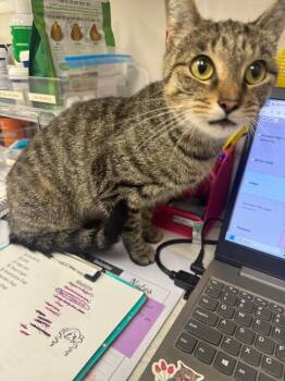 Velvet -  American Shorthair Cat for Adoption in Van Wert, Ohio - Velvet | PetCurious
