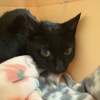 Rescue Domestic Short Hair Cats for Adoption in Lynchburg, Virginia - Viola | PetCurious