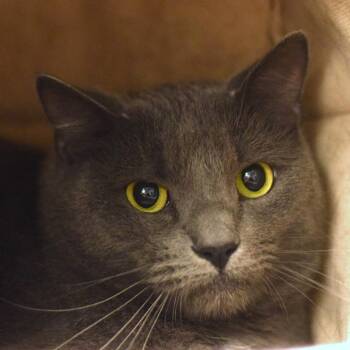 Domestic Short Hair Cats Available for Adoption in Belleville, Illinois - Buzz | PetCurious