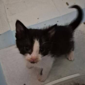 Domestic Short Hair Cats Available for Adoption in Westminster, California - Melbourne | PetCurious