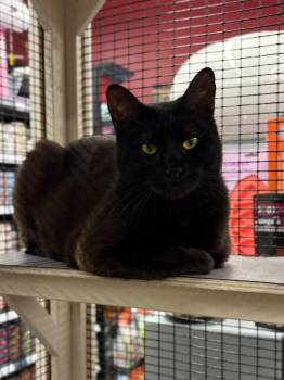Shire -  Domestic Short Hair Cat for Adoption in Calgary, Alberta - Shire | PetCurious