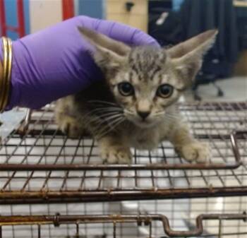 Rescue Domestic Short Hair Cats for Adoption in Doral, Florida - SASSY | PetCurious