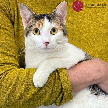 Alysa Liu -  Domestic Short Hair Cat for Adoption in St. Louis, Missouri - Alysa Liu | PetCurious