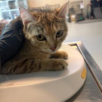 Canary -  Domestic Short Hair Cat for Adoption in Huntington, West Virginia - Canary | PetCurious