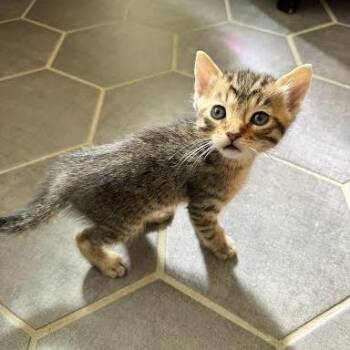 Domestic Short Hair Cats Available for Adoption - Alo | PetCurious