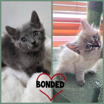 Domestic Short Hair Cats Available for Adoption - Mousse | PetCurious