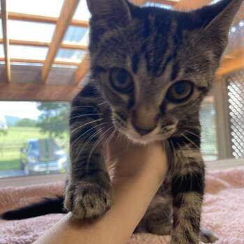 Raveena -  Domestic Short Hair Cat for Adoption in New York, New York - Raveena | PetCurious