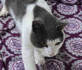 Titus -  Domestic Short Hair Gray And White Cat for Adoption in Greeley, Colorado - Titus | PetCurious