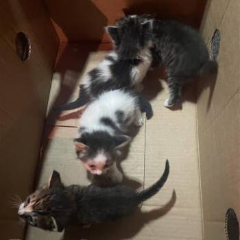 Nile Crocodile 12 -  Domestic Medium Hair and Domestic Long Hair Cat for Adoption in Austin, Texas - Nile Crocodile 12 | PetCurious