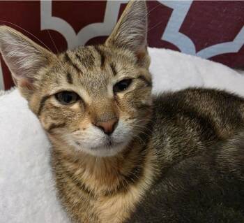 Havock -  Domestic Short Hair Cat Available for Adoption in Maineville, Ohio - Havock | PetCurious
