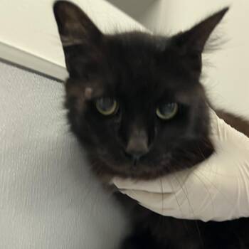 Domestic Long Hair Cats Available for Adoption - Midnight | PetCurious