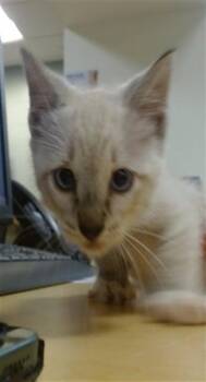 DENNIS -  Domestic Short Hair Cat for Adoption in Doral, Florida - DENNIS | PetCurious