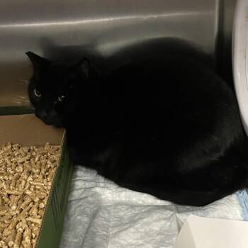 Nero -  Domestic Short Hair Cat for Adoption in Westminster, California - Nero | PetCurious