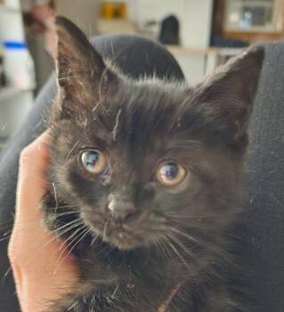 Domestic Short Hair Cats Available for Adoption in Meriden, Connecticut - Carly | PetCurious