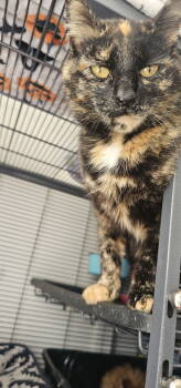 Rescue Domestic Short Hair Cats for Adoption in Hanover, Pennsylvania - Artemis | PetCurious