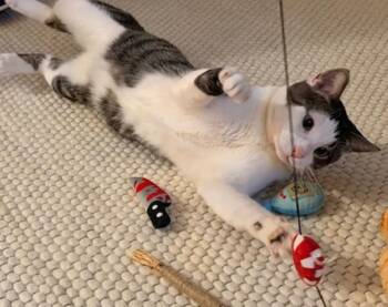 Pablo -  Tabby Cat for Adoption - Pablo | PetCurious