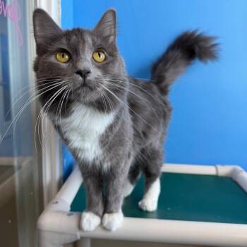 Domestic Medium Hair Cats Available for Adoption in Mankato, Minnesota - Bumblebee | PetCurious