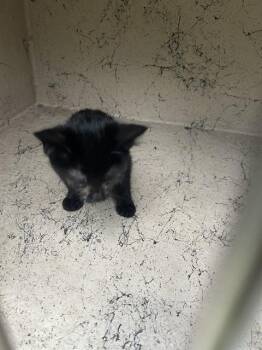 A798784 -  Domestic Short Hair Cat for Adoption in Louisville, Kentucky - A798784 | PetCurious