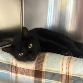 Nunu -  Domestic Short Hair Cat for Adoption in Charlottesville, Virginia - Nunu | PetCurious